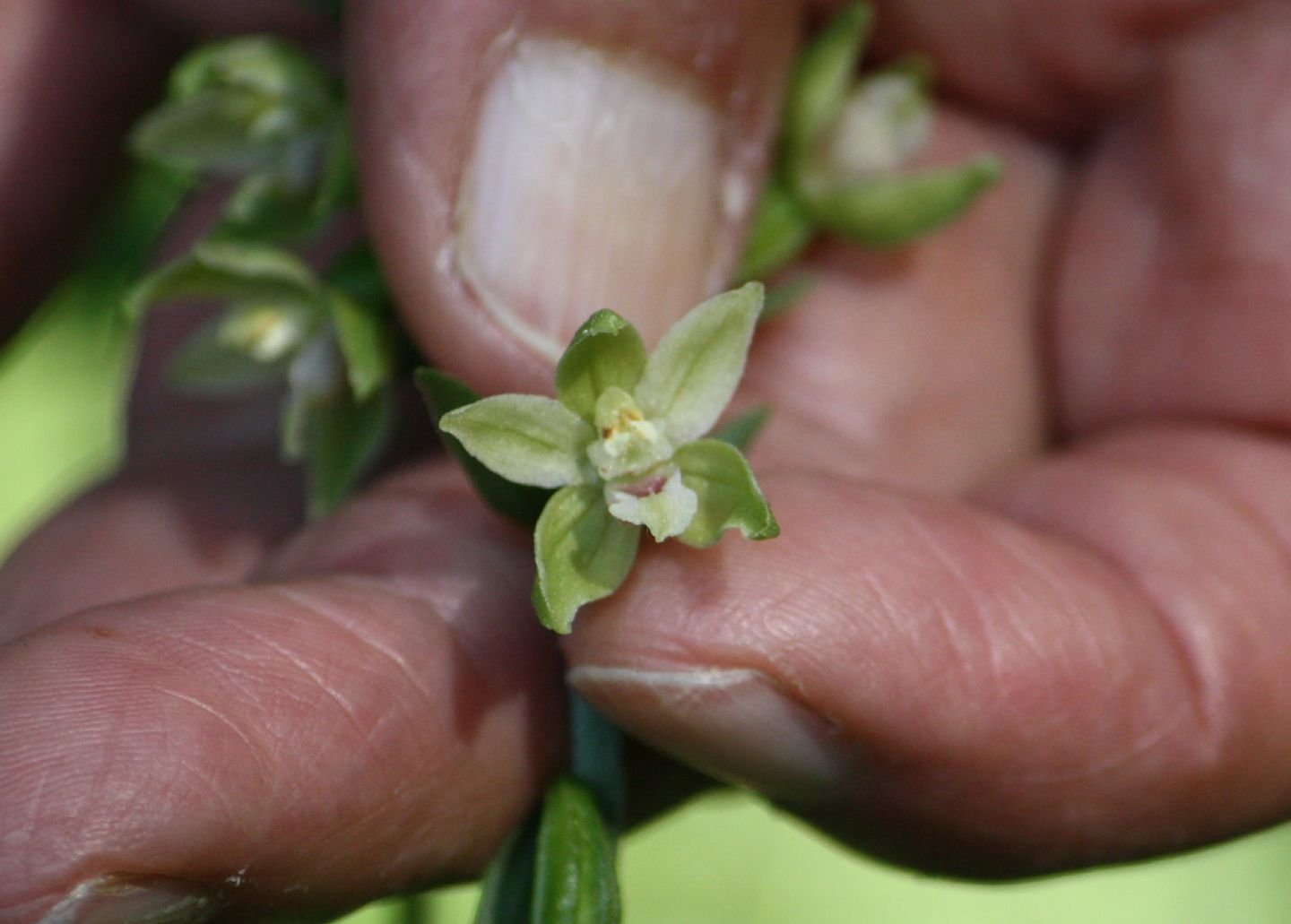 Epipactis helleborine, Epipactis muelleri ?